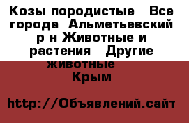 Козы породистые - Все города, Альметьевский р-н Животные и растения » Другие животные   . Крым